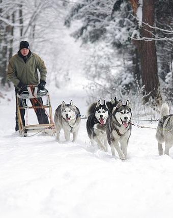 ハスキー犬がかわいい フィンランド旅行で犬ぞりを楽しみたい キートスショップ