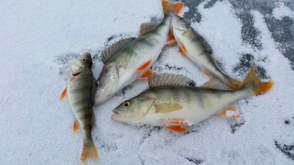 湖の国フィンランドにたくさん生息する４種類のお魚