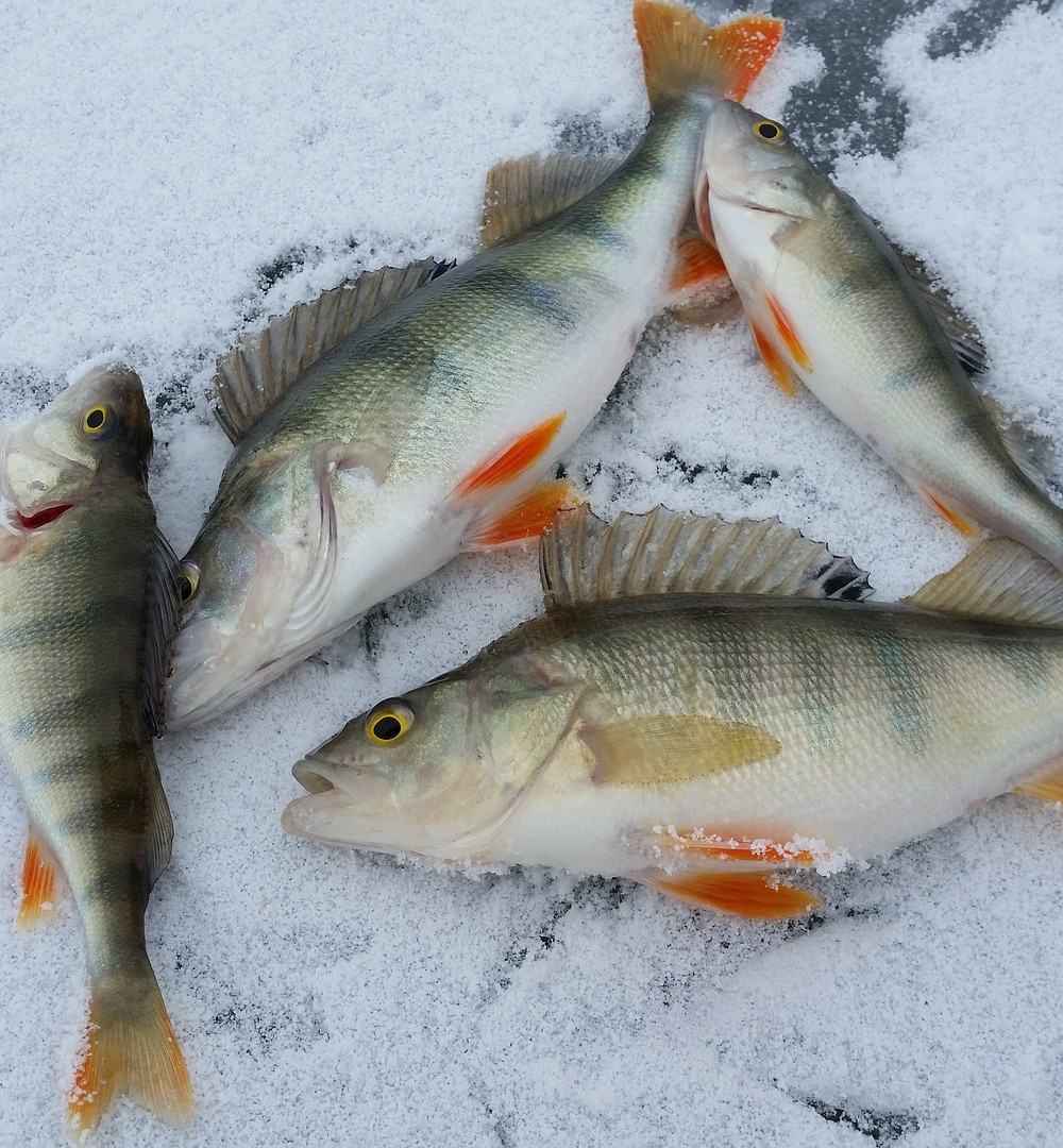 湖の国フィンランドにたくさん生息する４種類のお魚 キートスショップ