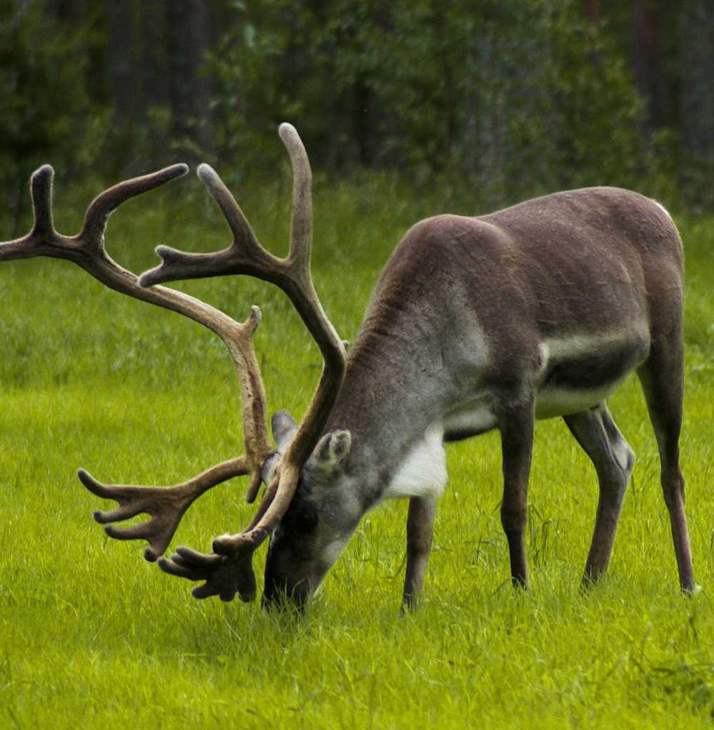 フィンランドにいる野生動物４種類をご紹介 超かわいいその動物も キートスショップ