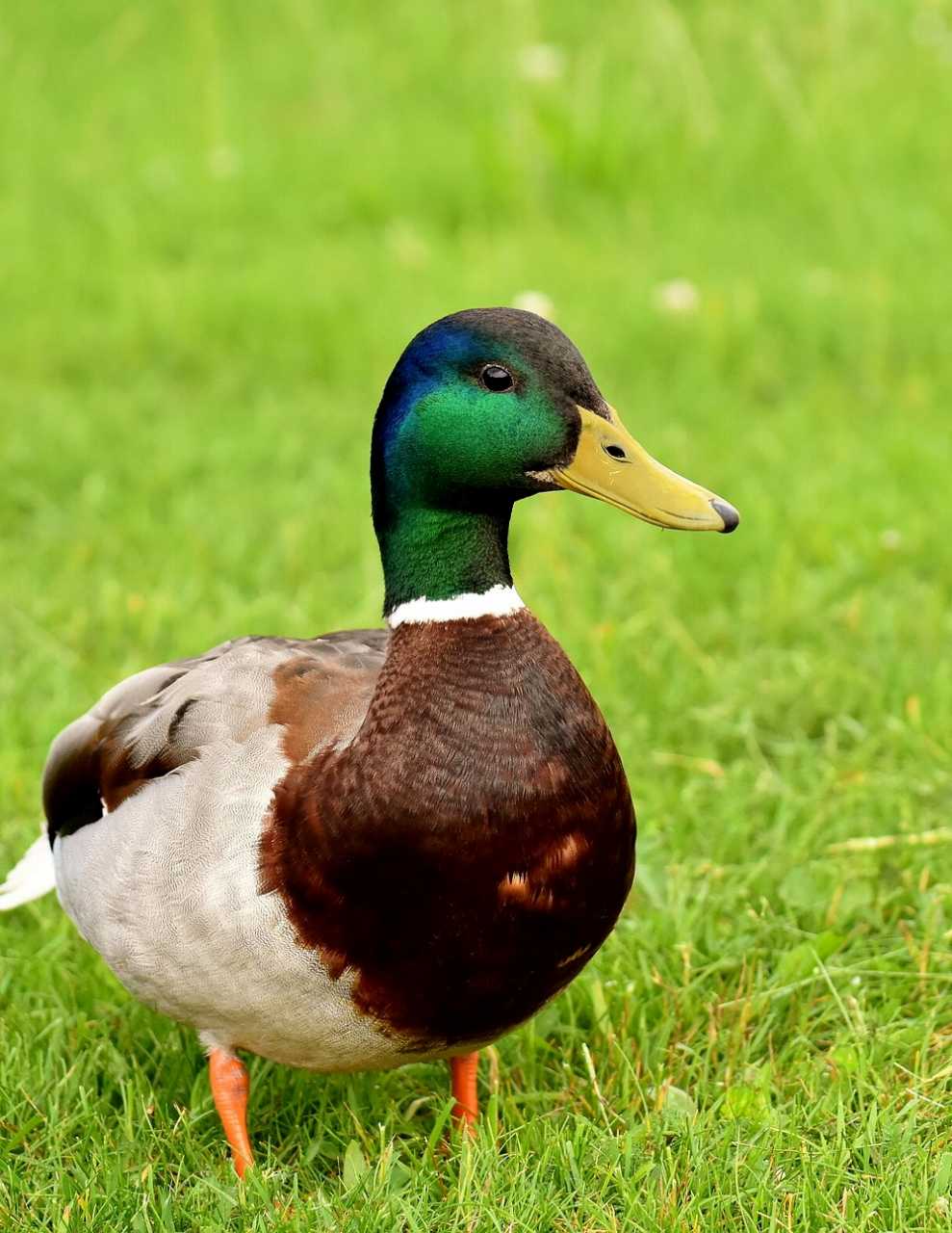 フィンランドでよく見る３種類の鳥 カオジロガン マガモ クロウタドリ キートスショップ