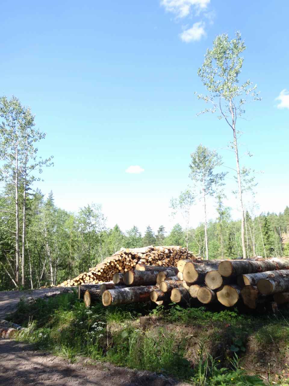 ヌークシオ国立公園への旅を細かく説明 ２ フィンランドの大自然と触れ合い キートスショップ