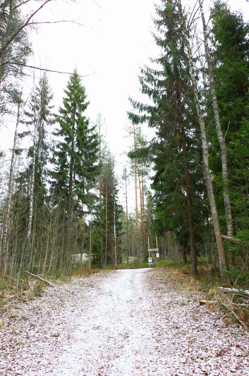 夏と１８０度変わるフィンランドの冬の森 キートスショップ