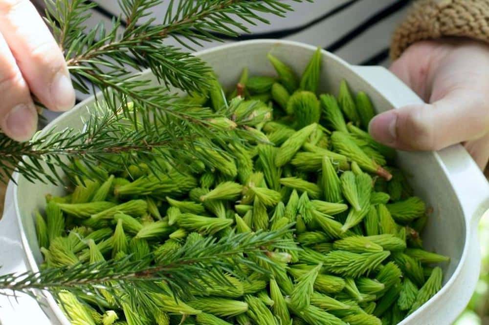 フィンランド 自然の恵 針葉樹トウヒの新芽は食べれる キートスショップ