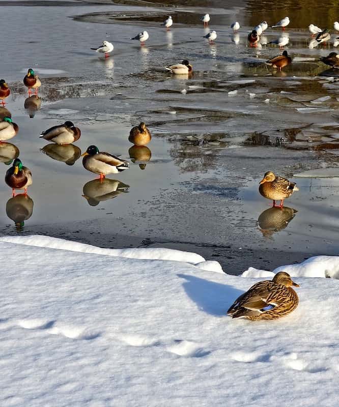 凍えるようなフィンランドの冬、鳥達はゾンビモード？！ | キートス