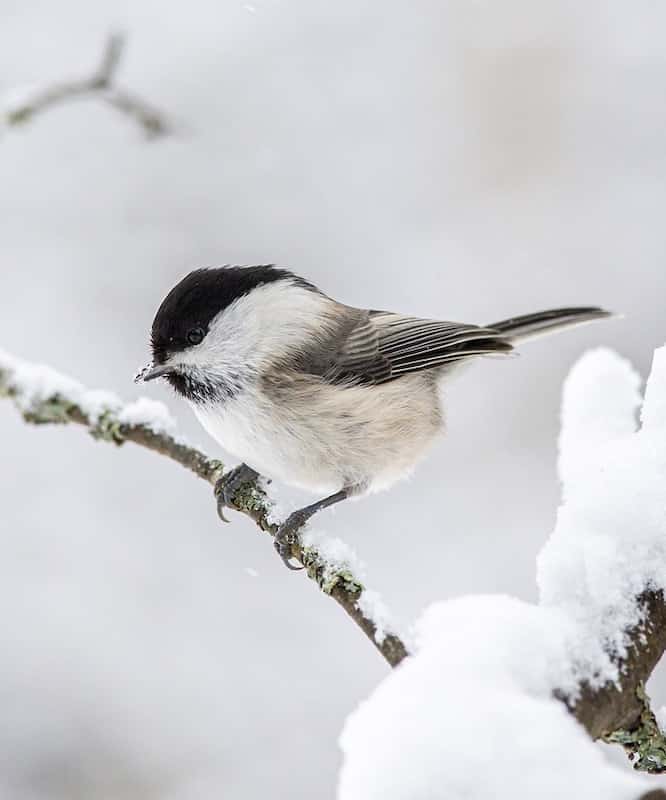 凍えるようなフィンランドの冬 鳥達はゾンビモード キートスショップ