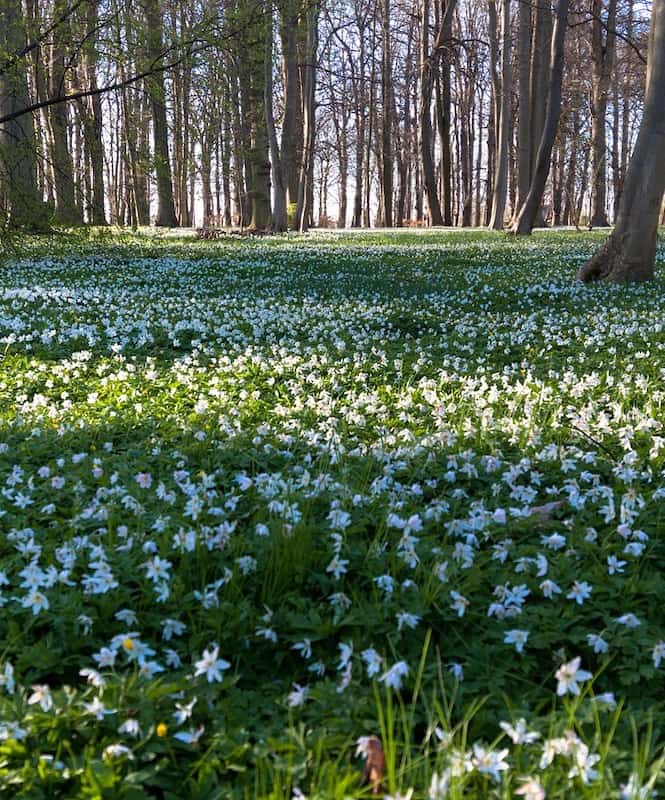 北欧フィンランドの５月 森でたくさん咲く白い花 キートスショップ