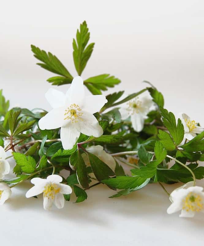 北欧フィンランドの５月 森でたくさん咲く白い花 キートスショップ